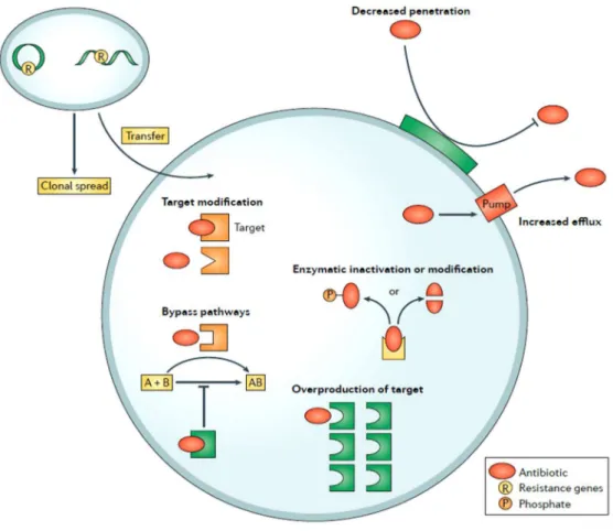 Figure 23 : Mécanismes de résistance aux antibiotiques.  Ce schéma illustre les principaux mécanismes de résistance aux  antibiotiques (d’après Lewis, 2013)