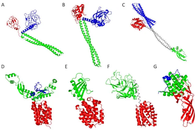 Figure  28 :  Exemples  de  structures  tridimensionnelles  de  colicines.  A-G :  Structures  tridimensionnelles  respectives  des  colicines ColE3 (code PDB : 1JCH), ColE9 (code PDB 5EW5), ColIa (code PDB : 1CII), ColS4 (code PDB : 3FEW), ColN (code PDB 