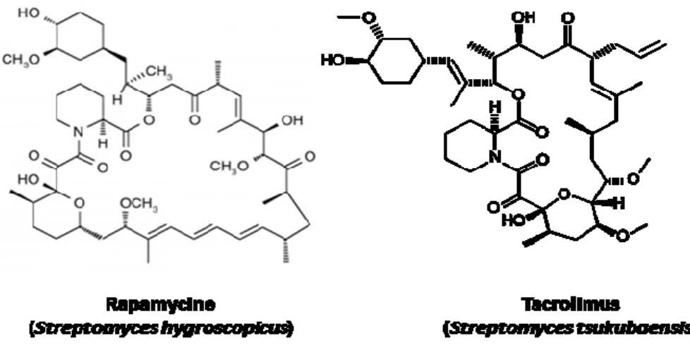 Figure 4 : Quelques structures de produits naturels ayant des propriétés immunosuppressives