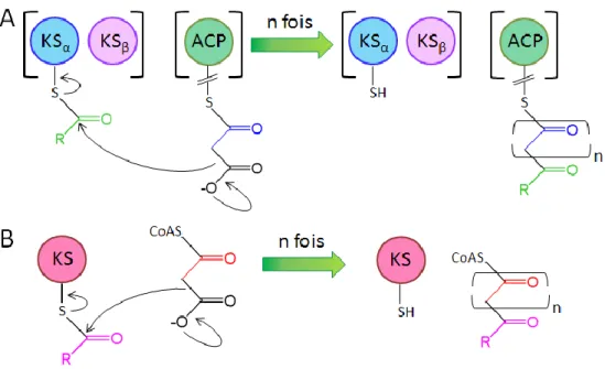 Figure  13  :  A)  Schéma  d'assemblage  des  PKS  de  type  II.  B)  Schéma  d'assemblage  des  PKS  de  type  III  (Weissman 2009) 