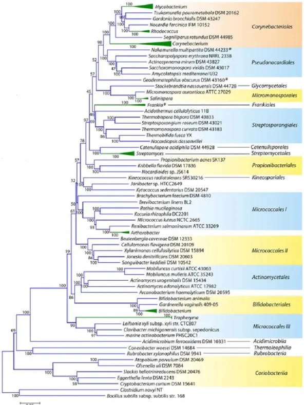 Figure  16  :  Phylogénie  des  Actinobactéries  basée  sur  des  comparaisons  de  séquences  ARN  16S  (Gao  and  Gupta, 2012)