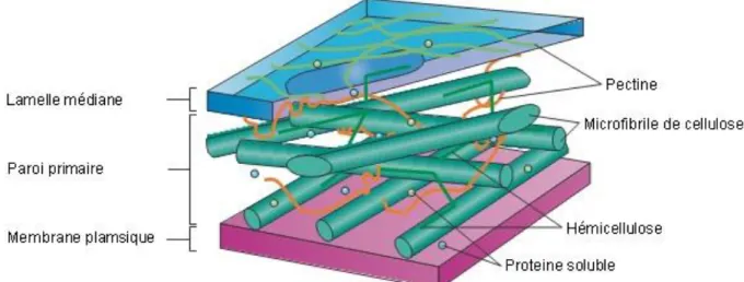 Figure I.1 Structure de la paroi végétale. La pectine est présente dans la lamelle moyenne de la paroi  végétale où elle joue un rôle dans la structure et la physiologie de la cellule végétale