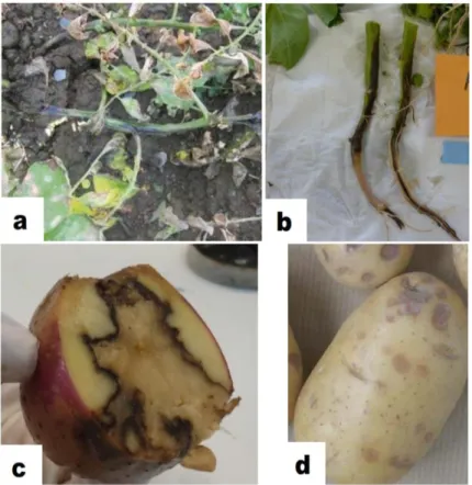 Figure I.2 Les symptômes de la maladie de la jambe noire et de la pourriture molle sur Solanum tuberosum a  et b: Symptômes de jambe noire sur tige et feuillage, d'après V