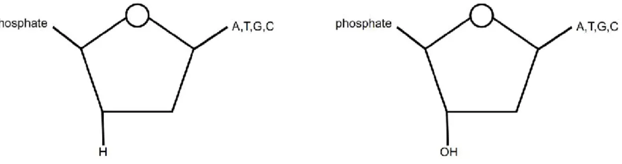 Figure I.3 ddNTP et dNTP. L'absence du groupement hydroxyle sur le ddNTP bloque la progression de la  synthèse du brin d'ADN