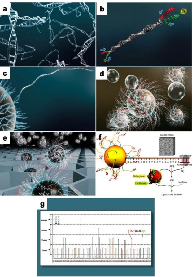 Figure I.4 Présentation de la technologie 454. a, b, c, d : Fragmentation et amplification par PCR en  émulsion des fragments d'ADN à séquencer