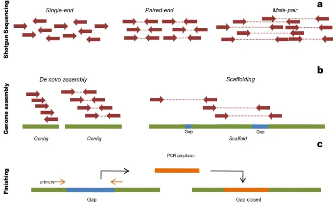 Figure I.5 Résumé des étapes d'assemblage d'un génome. a : Les différents types de librairies