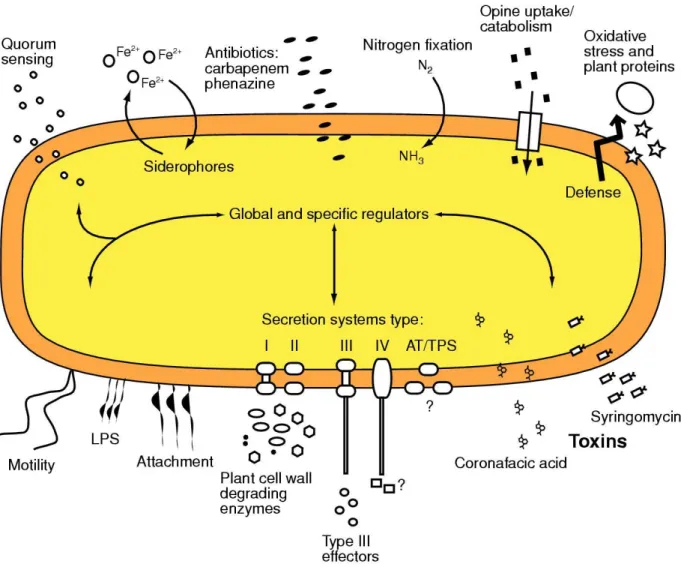 Figure I.7 Schéma simplifié des différents déterminants de virulence connus chez Pectobacterium  atrosepticum