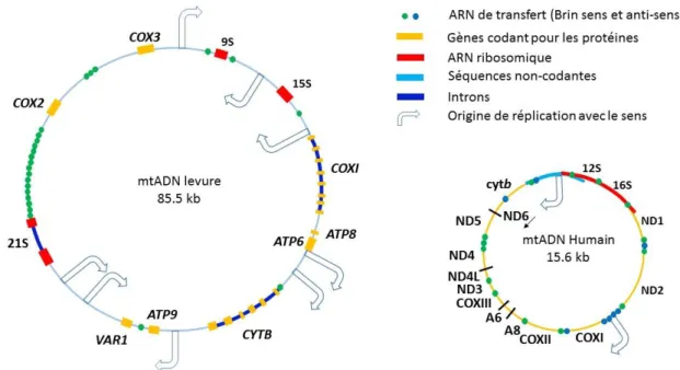 Figure 3. Comparaison des génomes mitochondriaux entre l’homme et la levure.