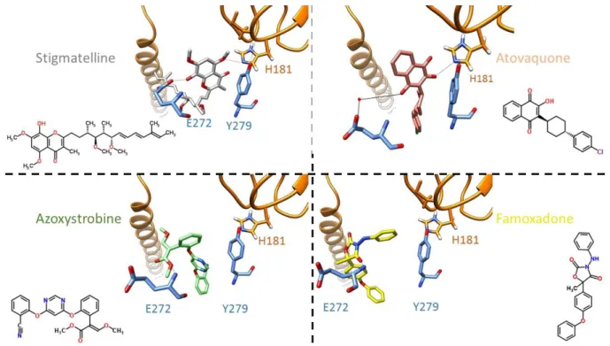 Figure 9. Représentation du positionnement spatial et des liaisons hydrogènes des inhibiteurs du site Q o .