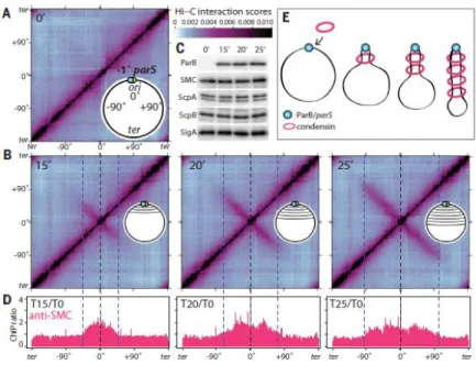 Figure 15: SMC juxtapose l’ADN à partir de son site de chargement sur l’ADN 