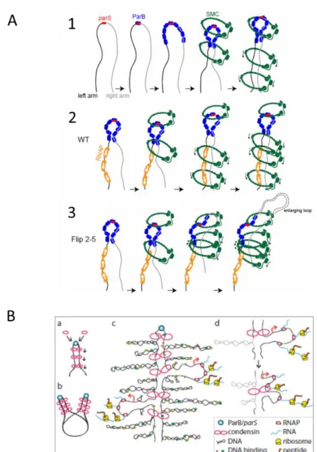 Figure 16: Modèles de fonctionnement de SMC chez B. subtilis et C.crescentus 