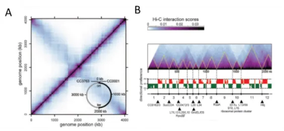 Figure 18: Visualisation des CIDs par Hi-C chez  C. crescentus  A) matrice de contact (HI-C) de la souche sauvage de C