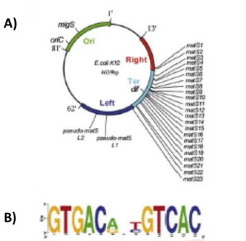 Figure 19: Organisation du chromosome d’E. coli en macrodomaines 