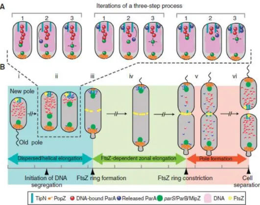 Figure 31: ancrage du chromosome de C. crescentus 