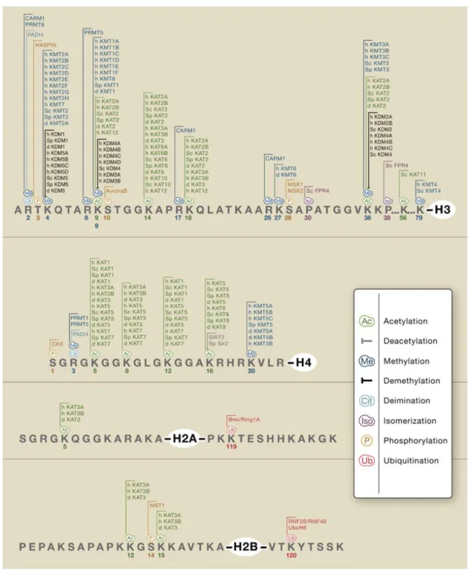 Figure 6. Panorama des principales modifications affectant les extrémités N-terminales  des histones et des protéines remodeleurs de la chromatine (Kouzarides 2007)  