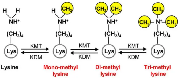Figure 11. La méthylation des lysines (Z. Wu, Connolly, et Biggar 2017) 