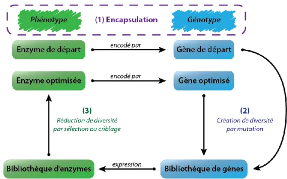 Figure 4 : Schéma canonique d’une stratégie d'évolution dirigée d'une protéine qui nécessite (1) un  lien génotype-phénotype, (2) une méthode de création de diversité génétique et (3) une méthode  de discrimination des variants intéressants