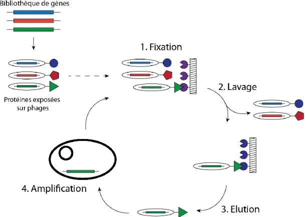 Figure 17 : Schéma général d'une expérience de bio-panning (ici le phage display). Les protéines  codées par la banque de gènes sont exposées à la surface de bactériophages, chacun encapsulant  le gène codant pour la protéine exposée à sa surface
