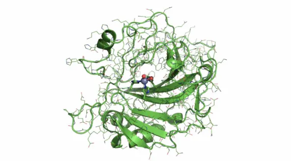 Figure 26 : Structure de l'anhydrase carbonique humaine (PDB : 3KS3) avec le site de chélation du  zinc en son centre (bâtons) : le zinc est coordiné par trois histidines et deux molécules de solvant