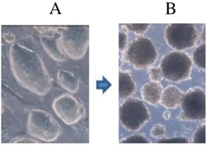 Figure 2    The various aspects of ES cells and Embryoid Bodies. A) Mouse ES cells colonies cultured on feeder cells