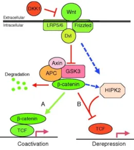 Figure 5 Schematic of the canonical vertebrate Wnt signaling pathway (Sokol, 2011)