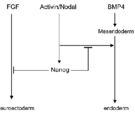 Figure 9 Model explaining the regulation of Nanog in hESCs/mEpiSCs and its function in both cell types (Vallier et al.,  2009)