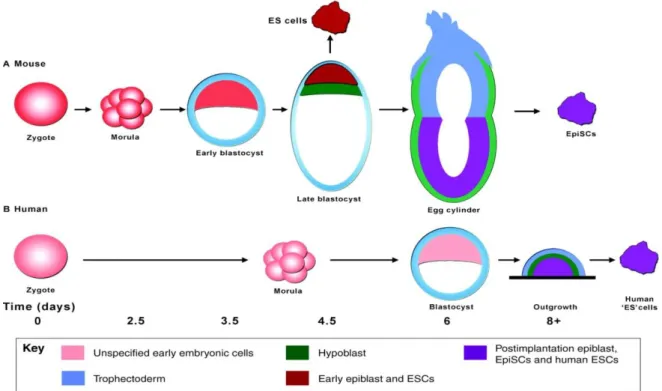 Figure 10  Comparison of pluripotent cell line derivation protocols for (A) mouse and (B) human embryos