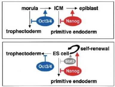 Figure 11 The proposed function of Oct4 and Nanog in preimplantation embryos (upper) and in ES cells (lower)  (Mitsui et al., 2003)