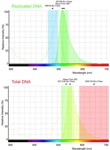 Figure 6.3.1: Fluorescence Spectra of fluorescent dyes used for DNA combing
