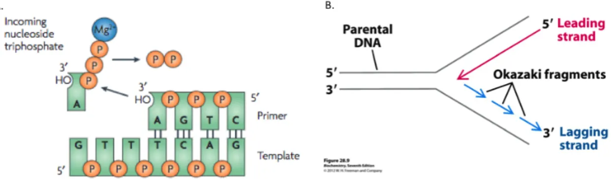 Figure 1.1.2: Unidirectionality of polymerases imposes discontinuous synthesis on the lagging strand