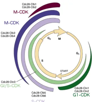 Figure 1.1.9: Regulation of budding yeast cyclins during the cell cycleBriefly, G1 phase is 