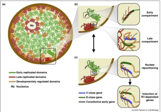 Figure 2.3.3: Model of multiple influences of genes expression, chromatin conform- conform-ation and replicconform-ation timing