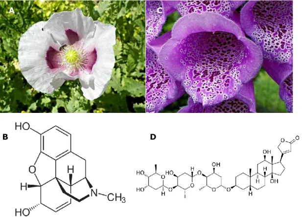 Figure  I.1.  Exemple  de  plantes  médicinales  et  de  leur  molécule  active:  P. 