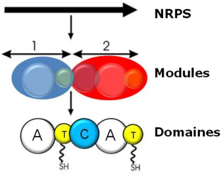 Figure  I.14.  Organisation  modulaire  des  NRPS.  Une  NRPS  se  décompose  en  plusieurs modules, chacun incorporant un substrat dans la chaîne peptidique synthétisée