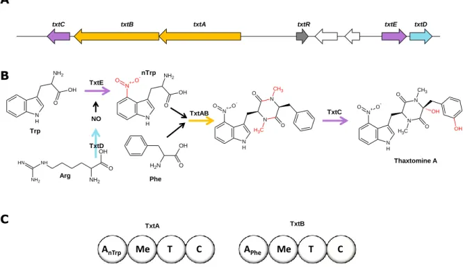 Figure  I.18.  Cluster  (A)  et  voie  (B)  de  biosynthèse  de  la  thaxtomine  A  de  S