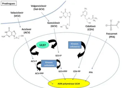 Figure  6 :  Mode  d’action  des  inhibiteurs  de  l’ADN  polymérase  virale  UL54  (Hantz,  Mazeron  et  al