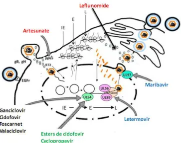 Figure 7 : Antiviraux en développement contre le HCMV d’après (Hantz, Mazeron et al. 2009)