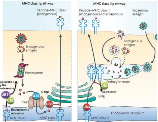 Figure 8 : Modulation de la présentation des antigènes via le CMH de classe I et II par le HCMV :   D’après (Villadangos and Schnorrer 2007).