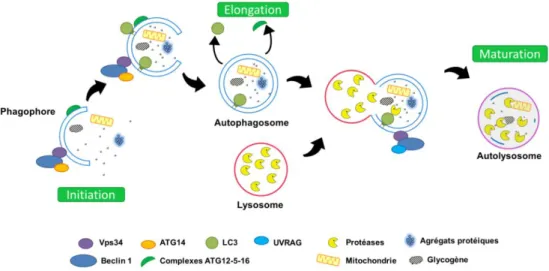 Figure 14 : Les différentes étapes de l’autophagie: 