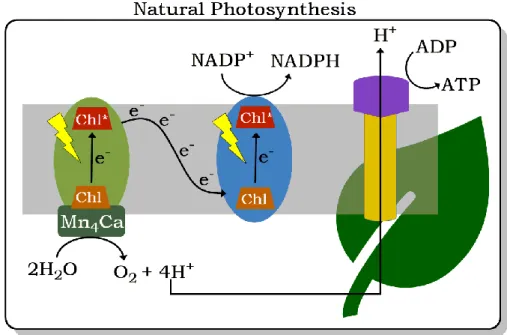 Figure  1-5.  General  schematic  process  involved  in  natural  photosynthesis  in  harnessing solar energy and transforming CO 2  to carbohydrates