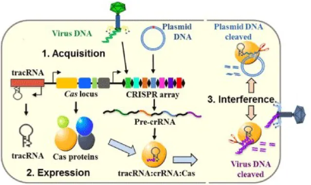 Figure 1-2. Three stages of CRISPR-Cas immunity mechanism.  