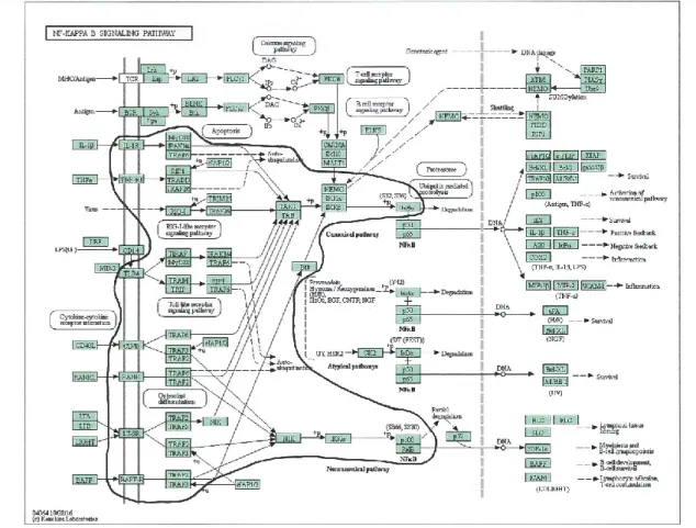 Figure 2-2. NF-κB signal transduction pathway.  