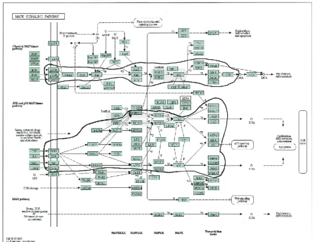 Figure 2-3. MAPK signal transduction pathway.  