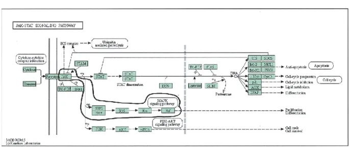 Figure 2-4. JAK/STAT signal transduction pathway.  