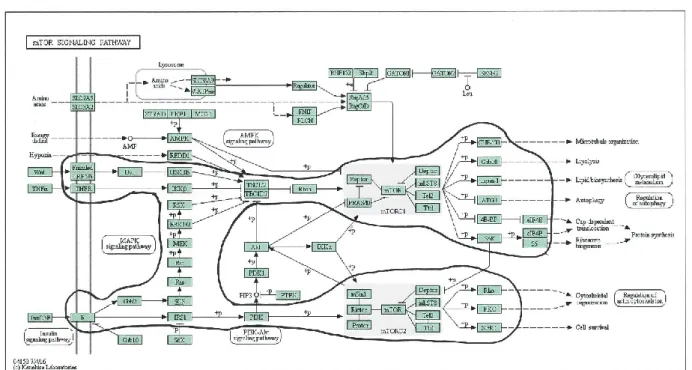 Figure 2-5 mTOR signal transduction pathway.  