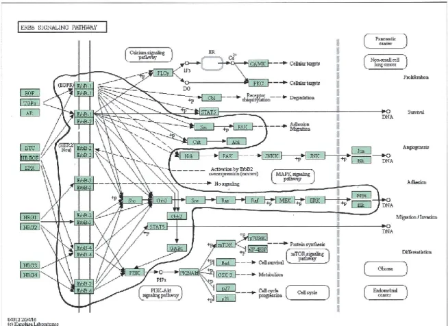 Figure 2-6 ErbB signal transduction pathway.  