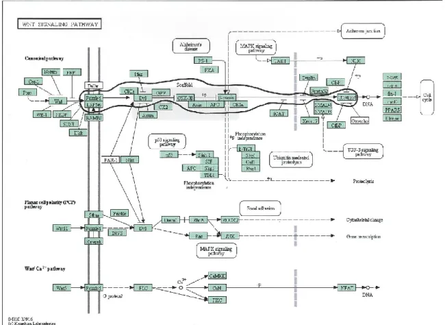 Figure 2-7. Wnt signal transduction pathway.  