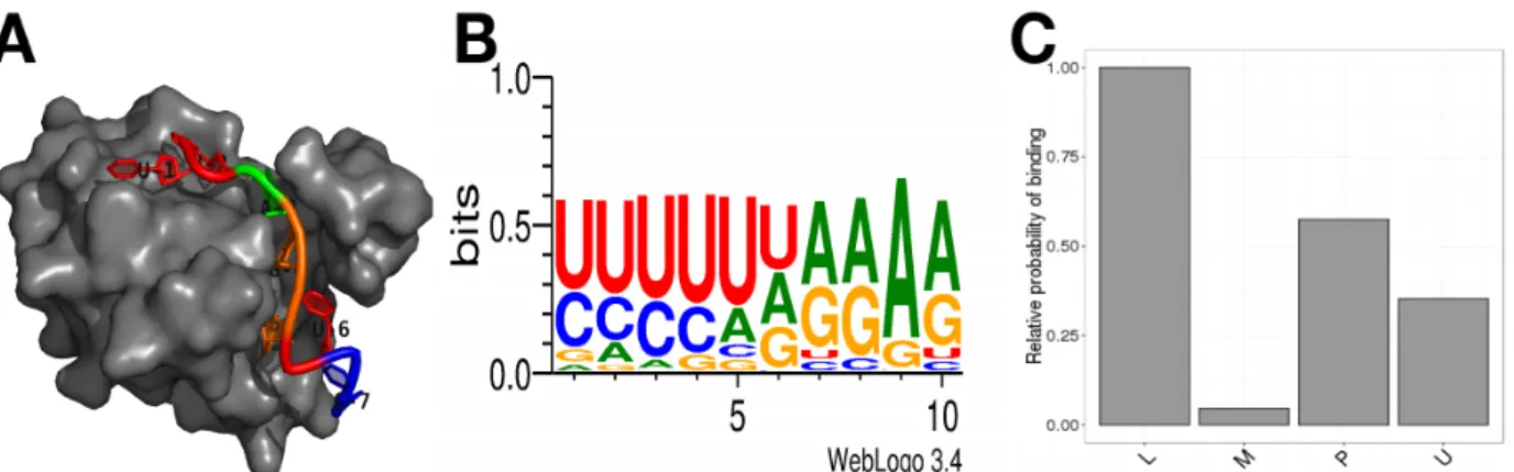 Figure 2: RBP impliquée dans l’épissage (RRM). A. Structure 3D du domaine RRM1 de la hnRNP A1 lié à l’ARN (PDB ID: 5MPG); B