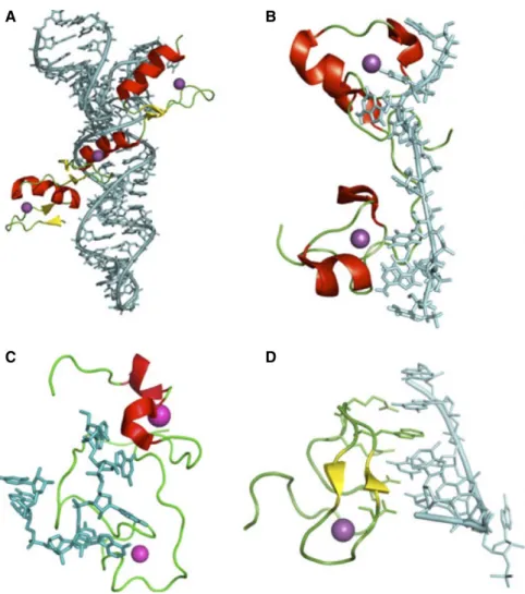 Figure  10: Modes d'interaction des protéines à doigts à zinc (Zn) avec l'ARN. A. Structure d'un domaine Zn de TFIIIA en complexe avec une région double-brin de l'ARNr 5S (PDB ID: 1UN6)