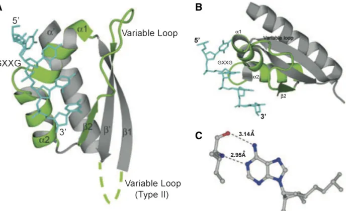 Figure  12:   Traits   caractéristiques   des   interactions   protéine-ARN   pour   les   domaines   KH